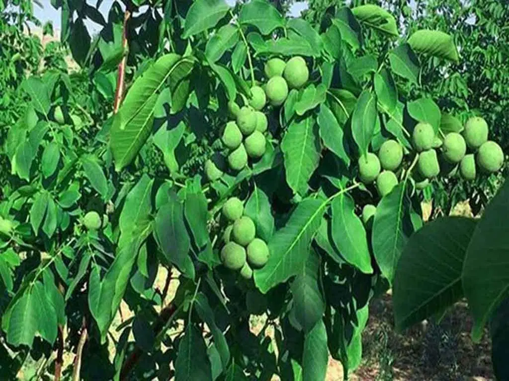 اجاره باغ گردو