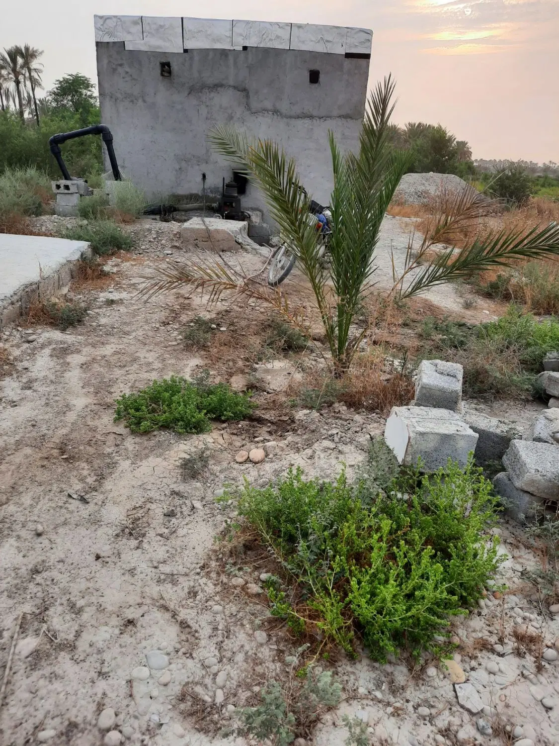 باغ نخل شعبه دالکی