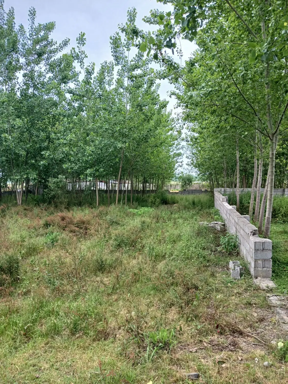 زمین باغی
