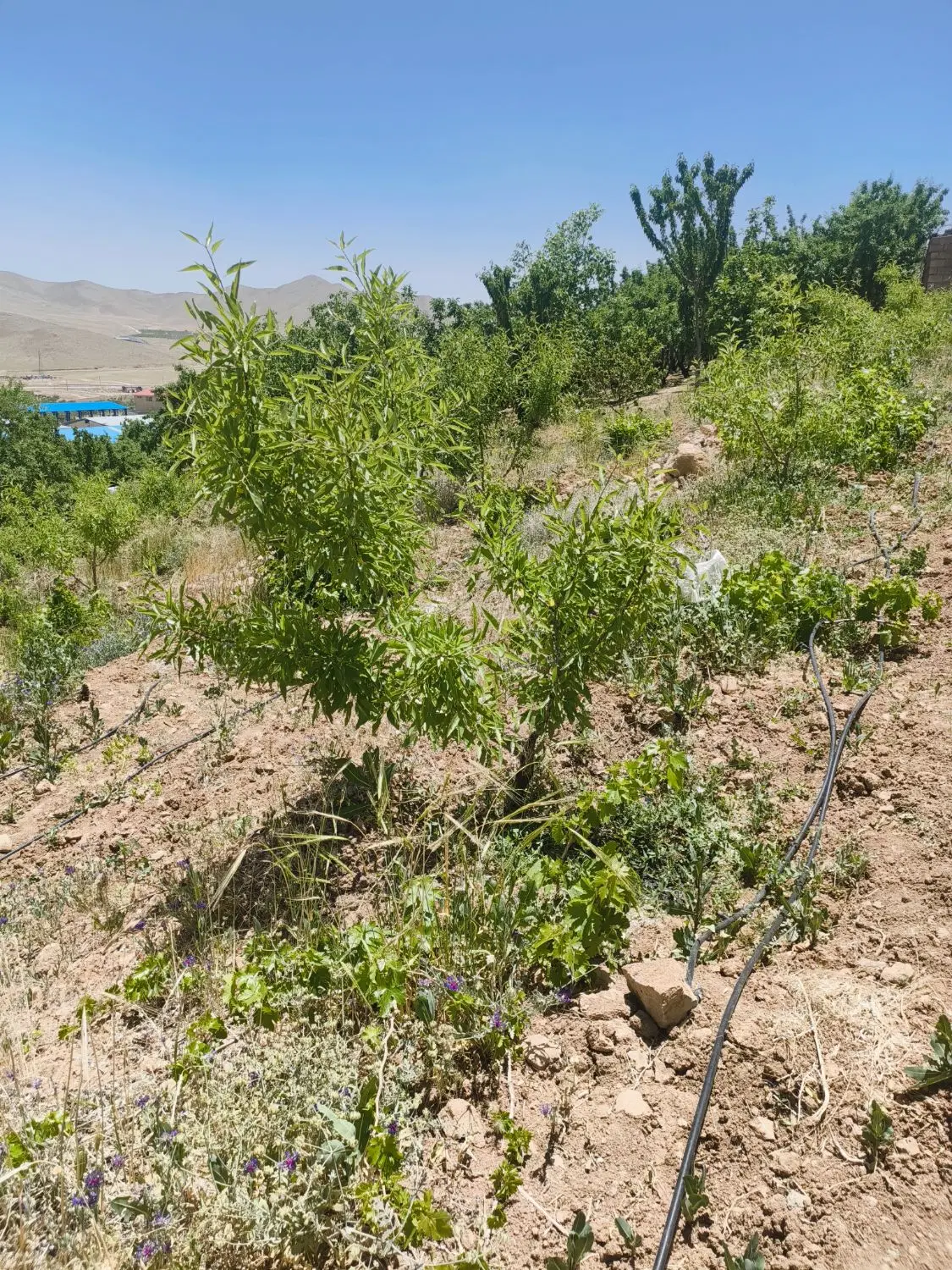 باغ طرح عمان دو جریبی