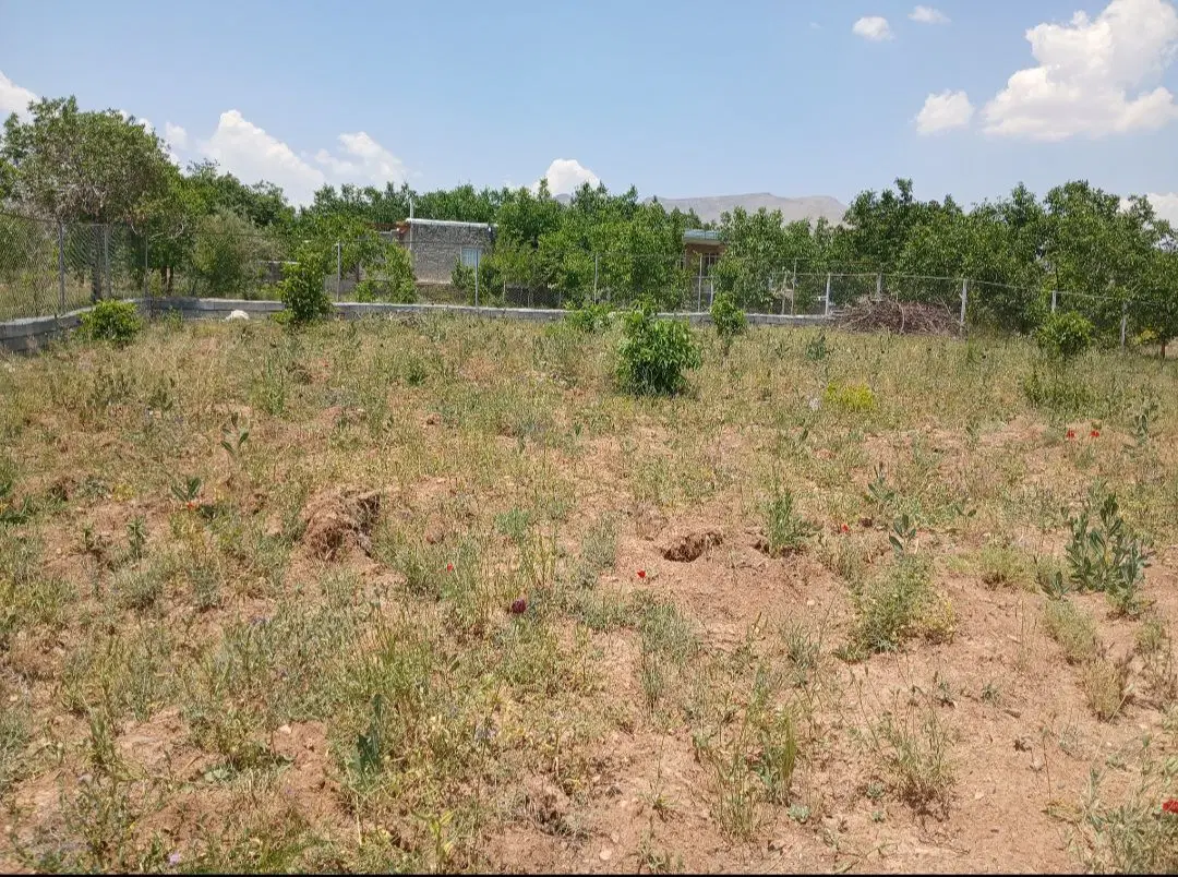 زمین کشاورزی علی اباد