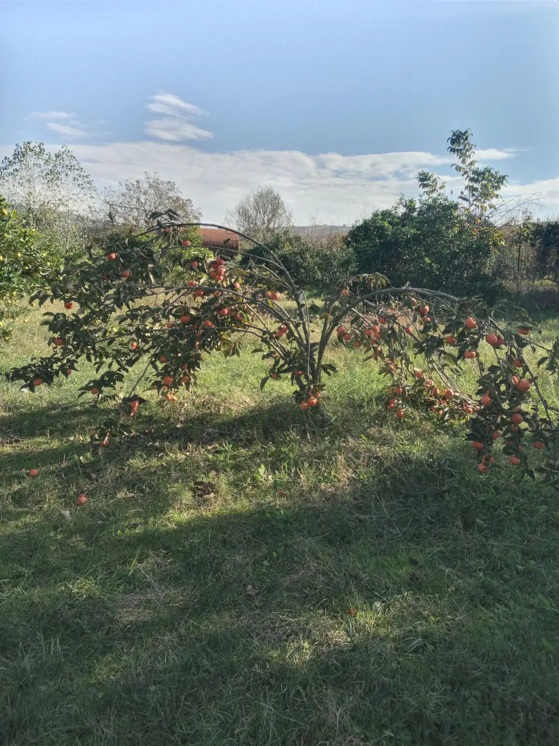 باغ درساری روستای لالیم