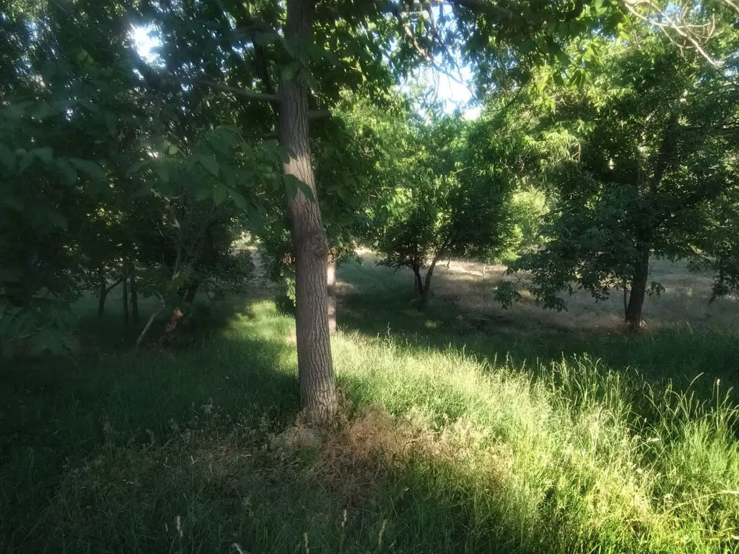 باغ بکر