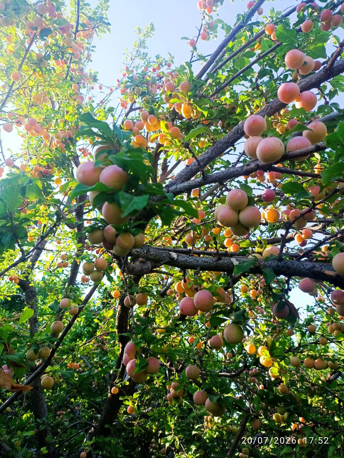 فروش باغ کوچک در روستای غفاربهی