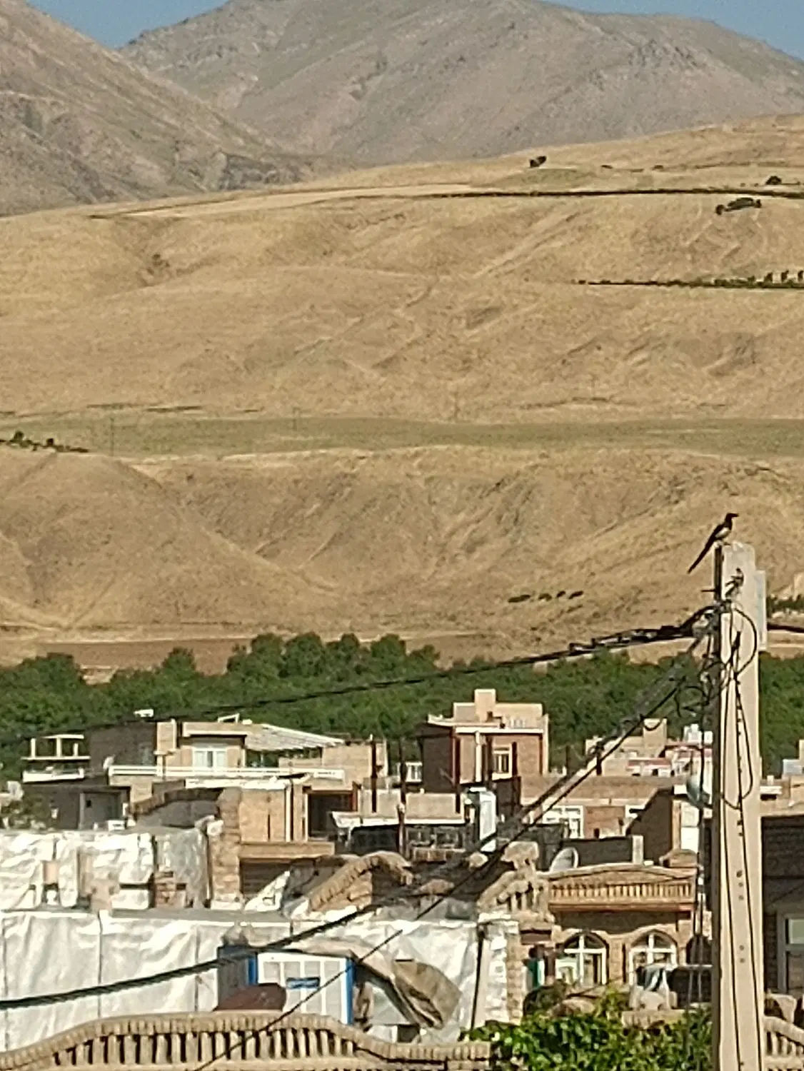 فروش دیم
