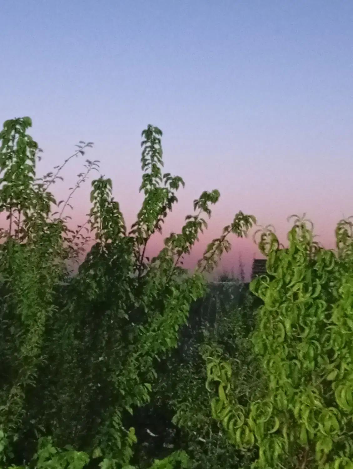 زمین مسکونی و باغی