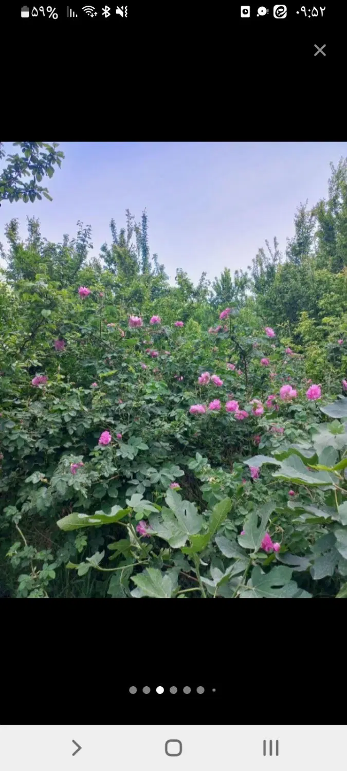 باغ میوه