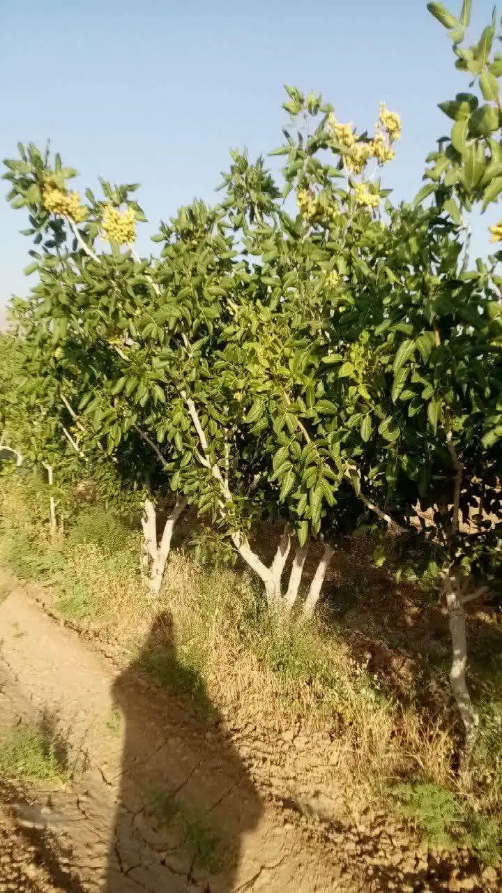 6هزار متر باغ پسته ثمری