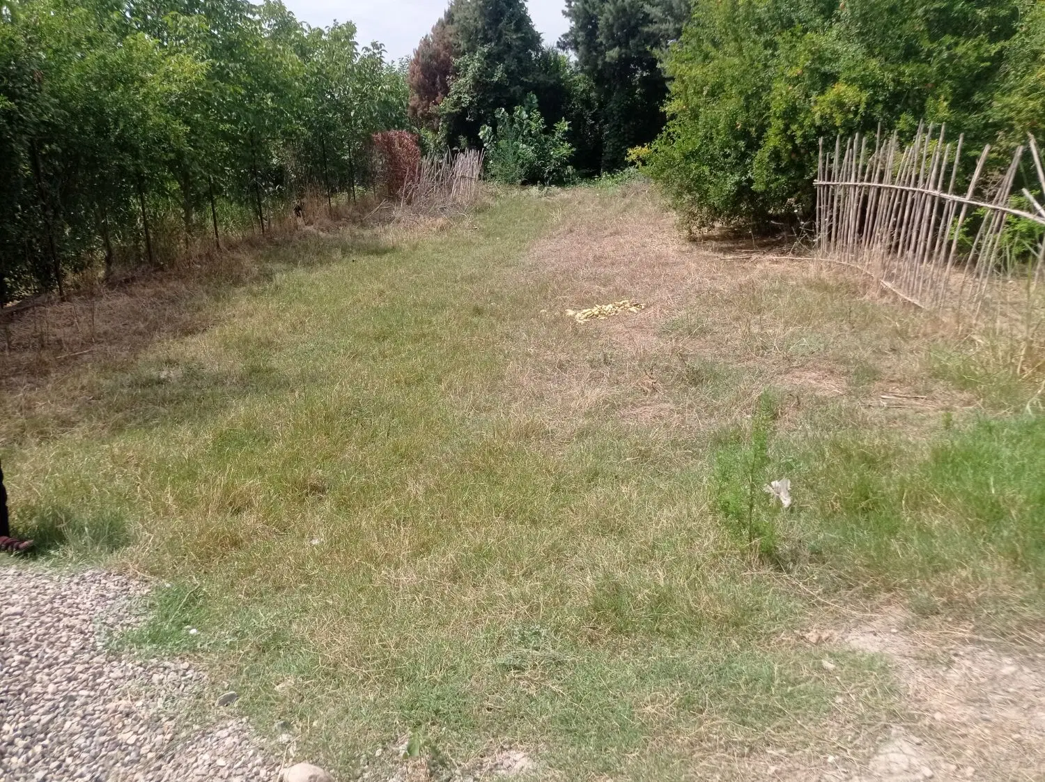 زمین مسکونی در روستای زیبای سارو کلا