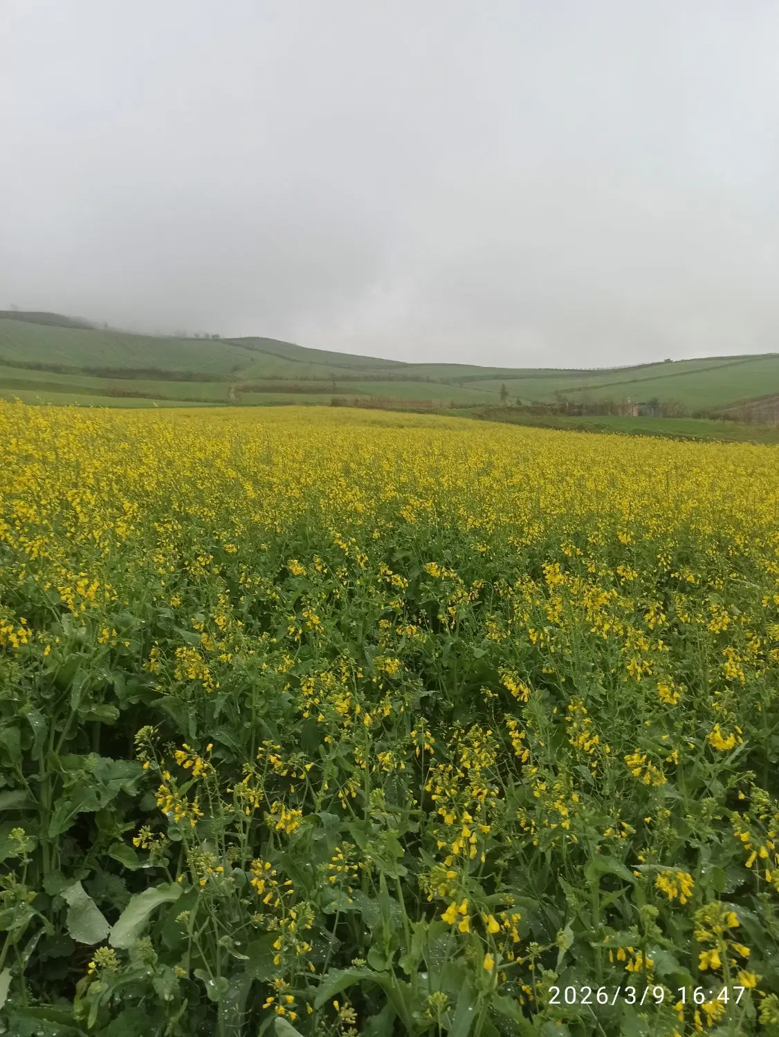فروش سه دانگ نانوایی