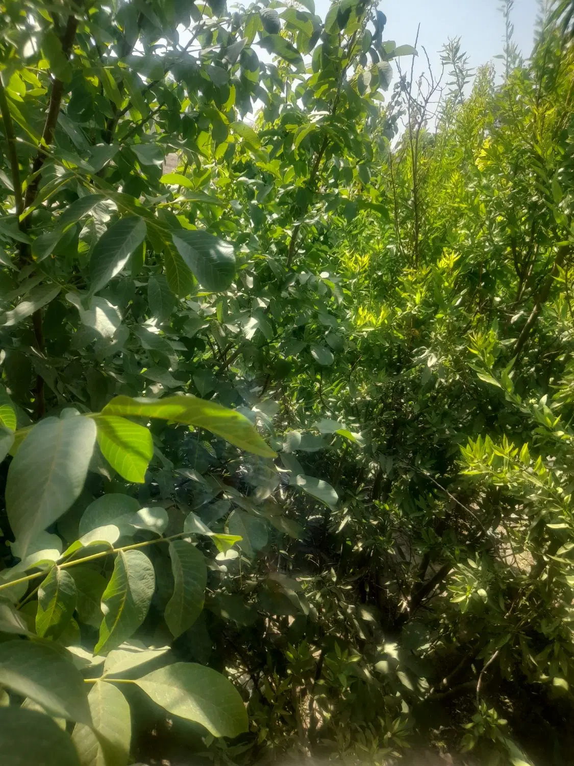 فروش باغ و کارگاه