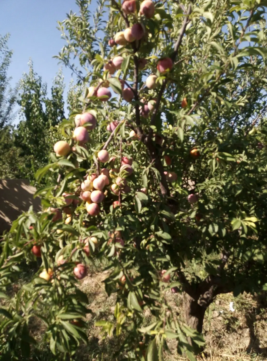 باغ بهر خیابان اصلی 1040 متر دارای قدمت بنا