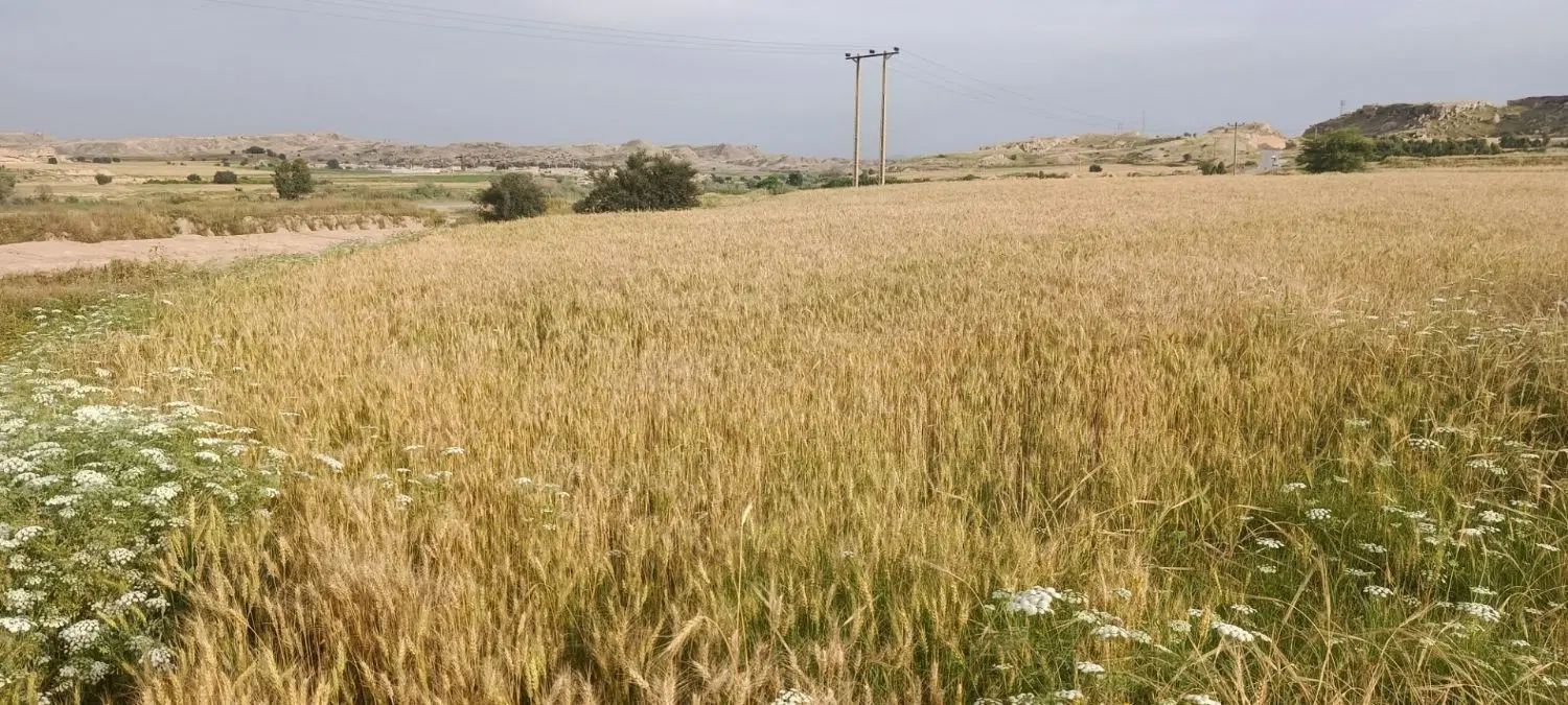 فروش دو پلاک زمین هر پلاکی ۸۰۰ متر