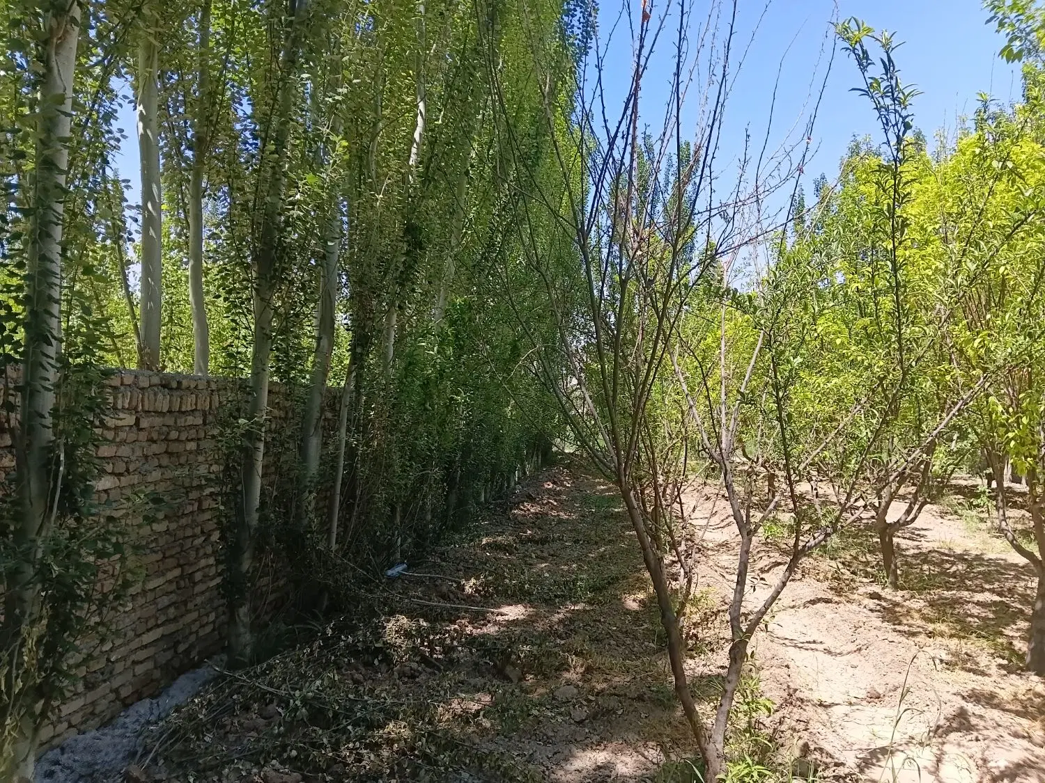 باغ باغچه ۵۰۸ متری قاسم آباد تهرانچی