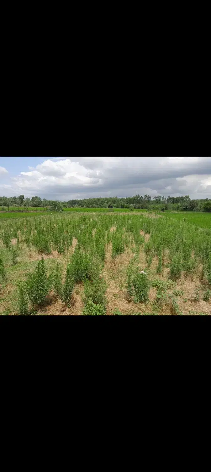 ۱۵۰۰ متر زمین باغی دارای پروانه گل گیاه