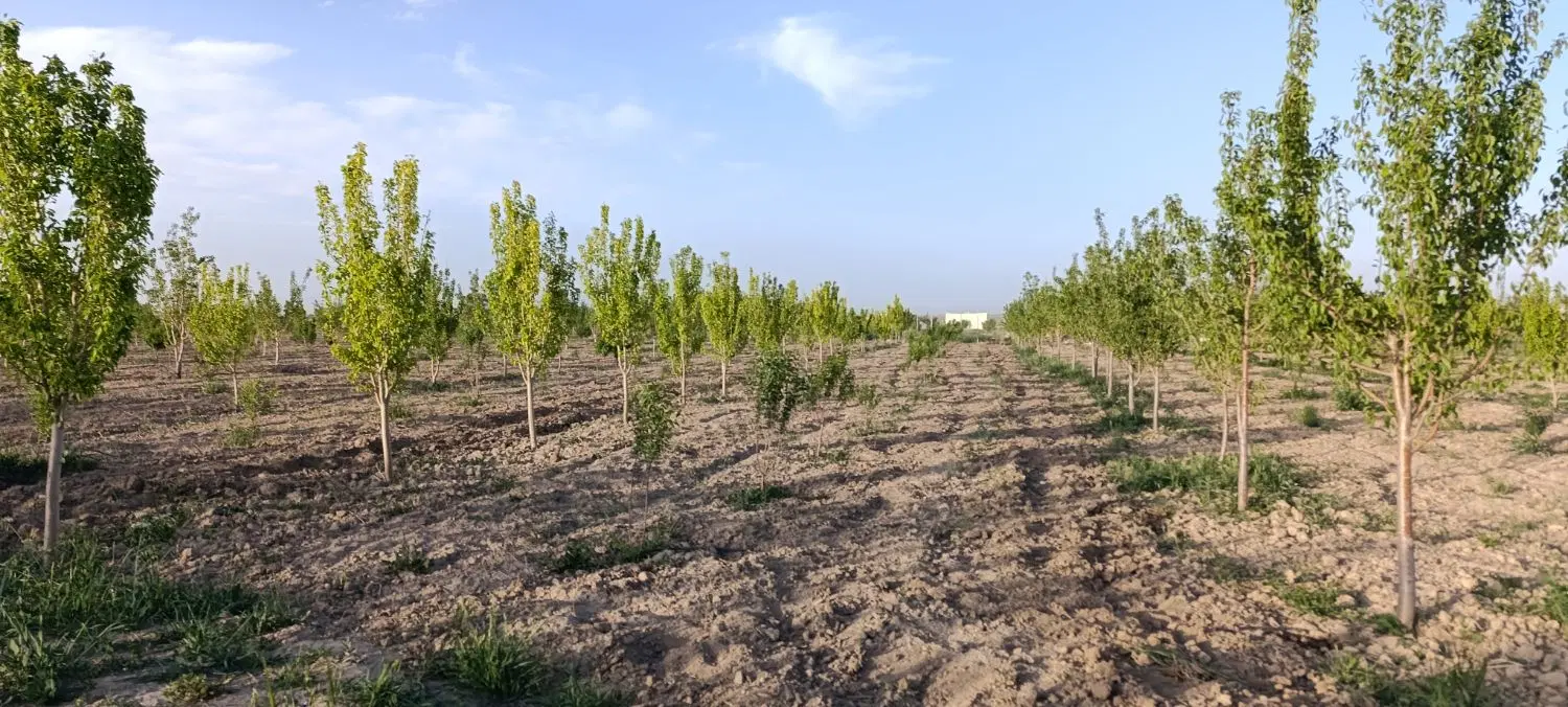 ۲۰۰۰متر باغ میوه