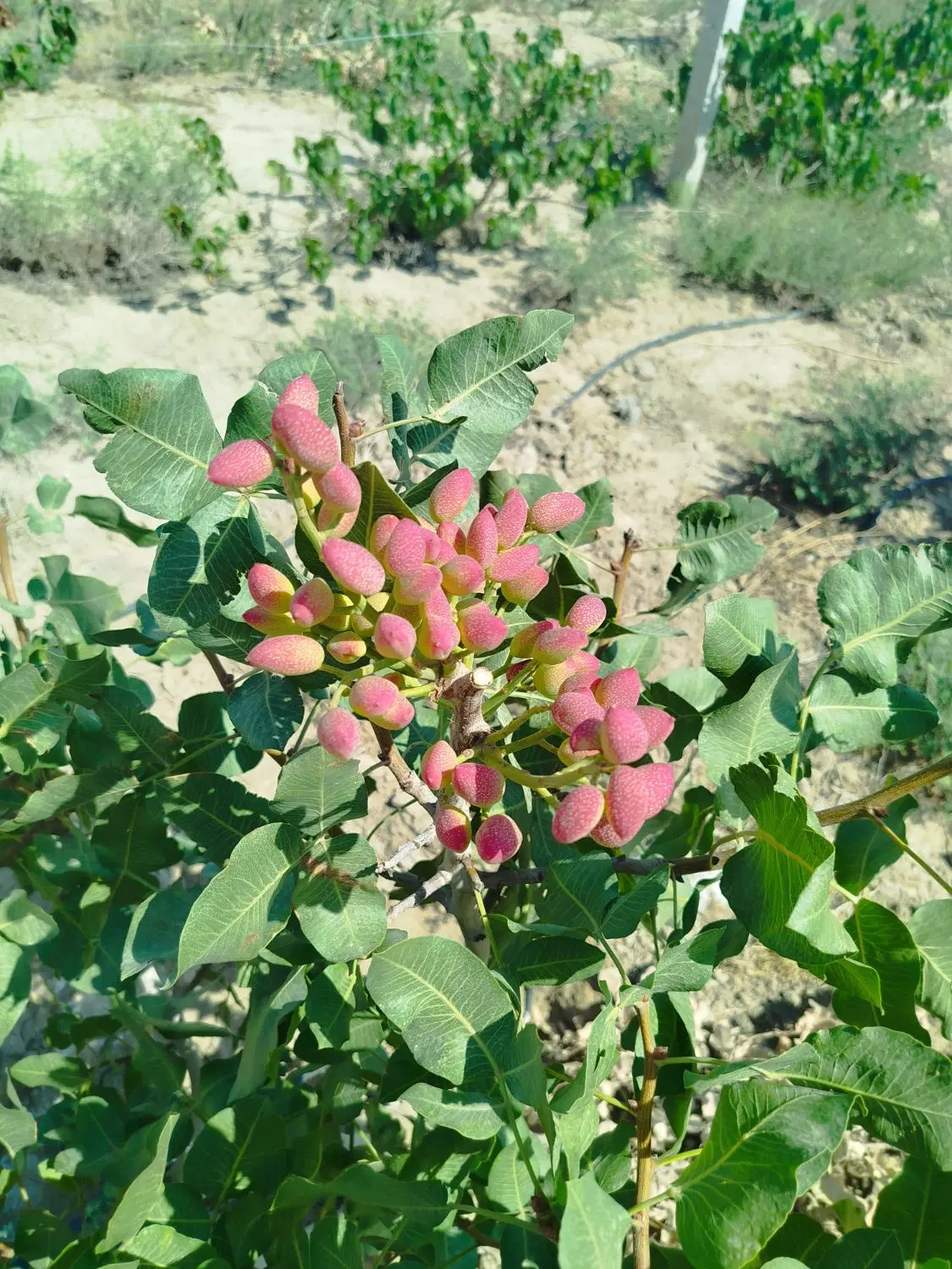 زمین  باغچه سند دار