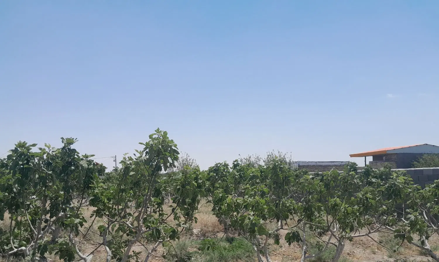 باغ انجیر ۳۰۰ در ساوه روستای دالستان