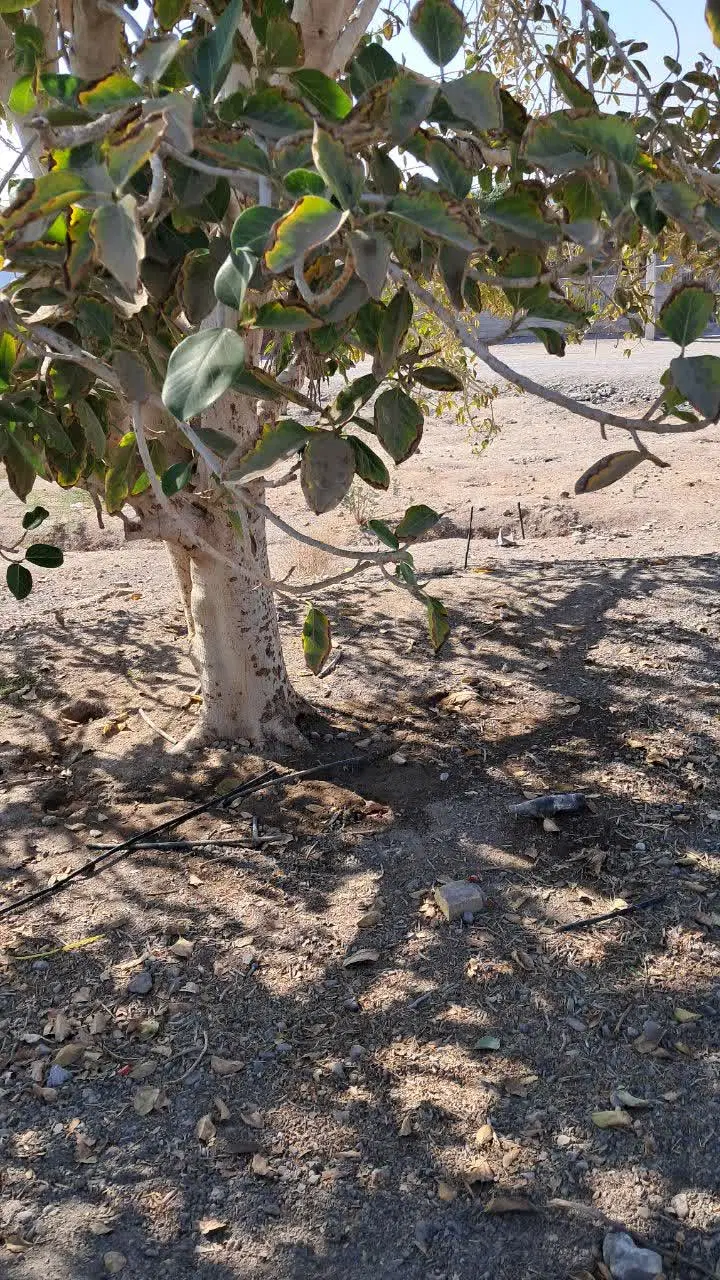 زمین باغی (قیمت توافقی)