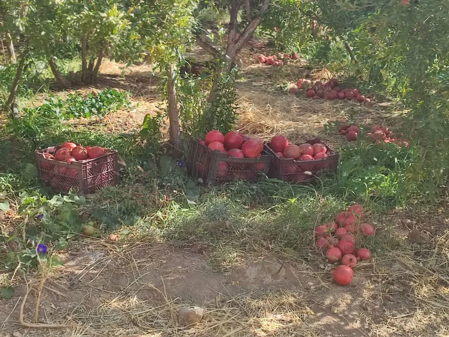 زمین کشاورزی