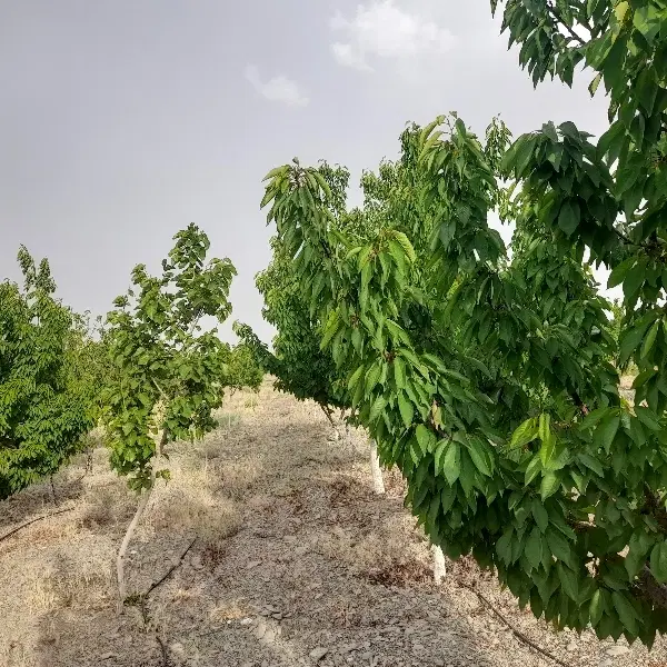 باغ توت و گیلاس سرسبز پرمیوه کاهو شاندیز