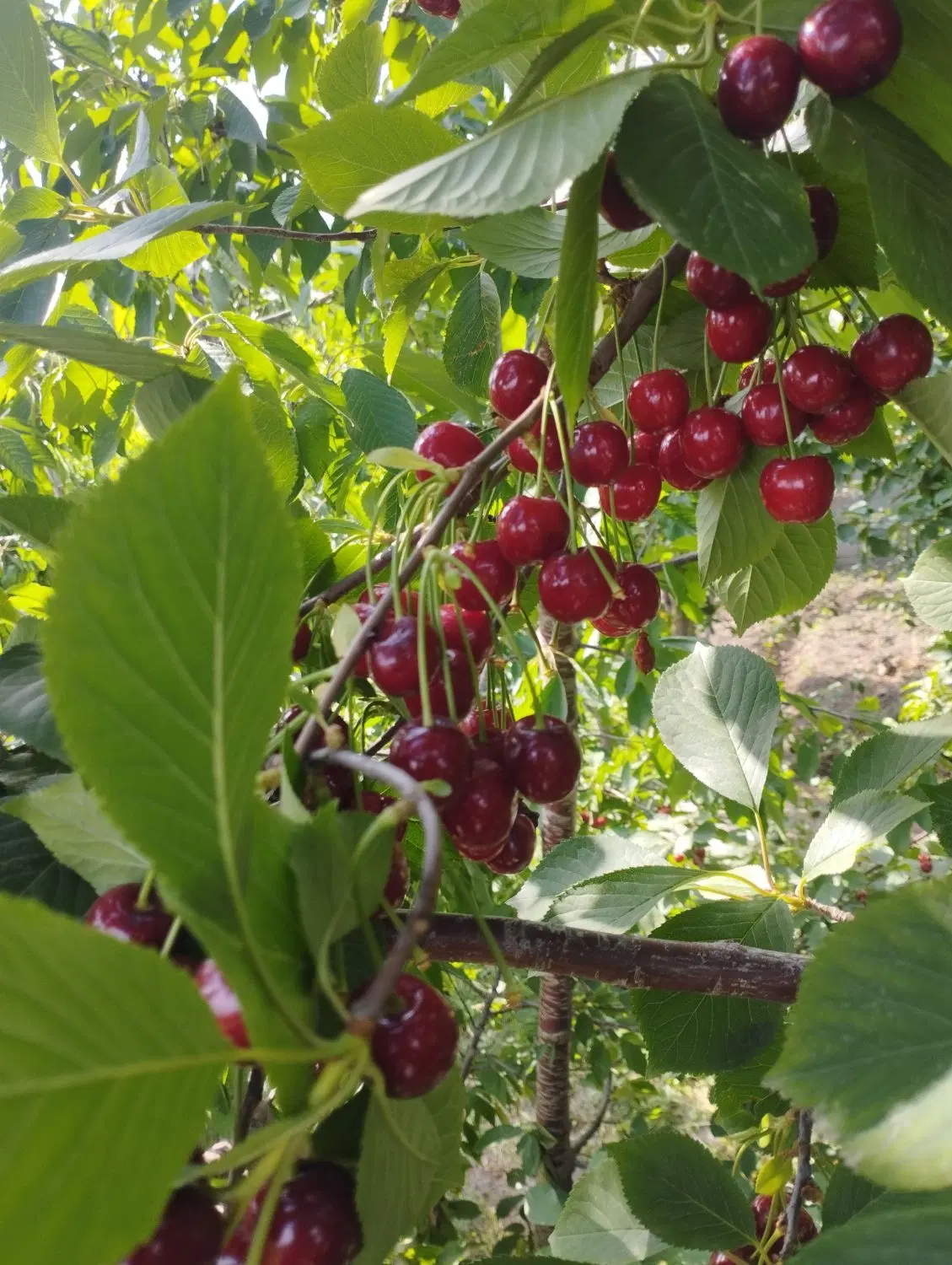 باغ سنتو برق چاه پروانه دار ملک جبل کندی