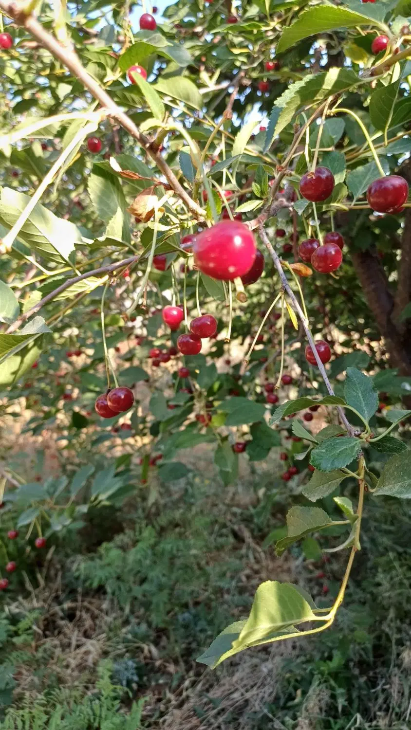 باغ ویلای