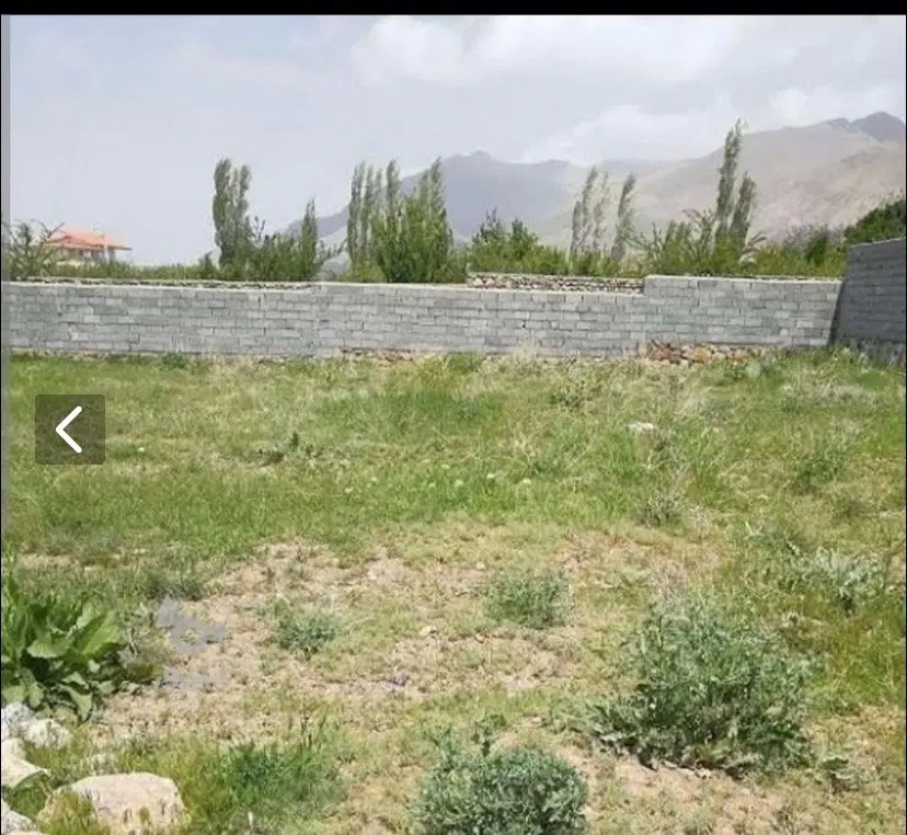 زمین کاهو گلها
