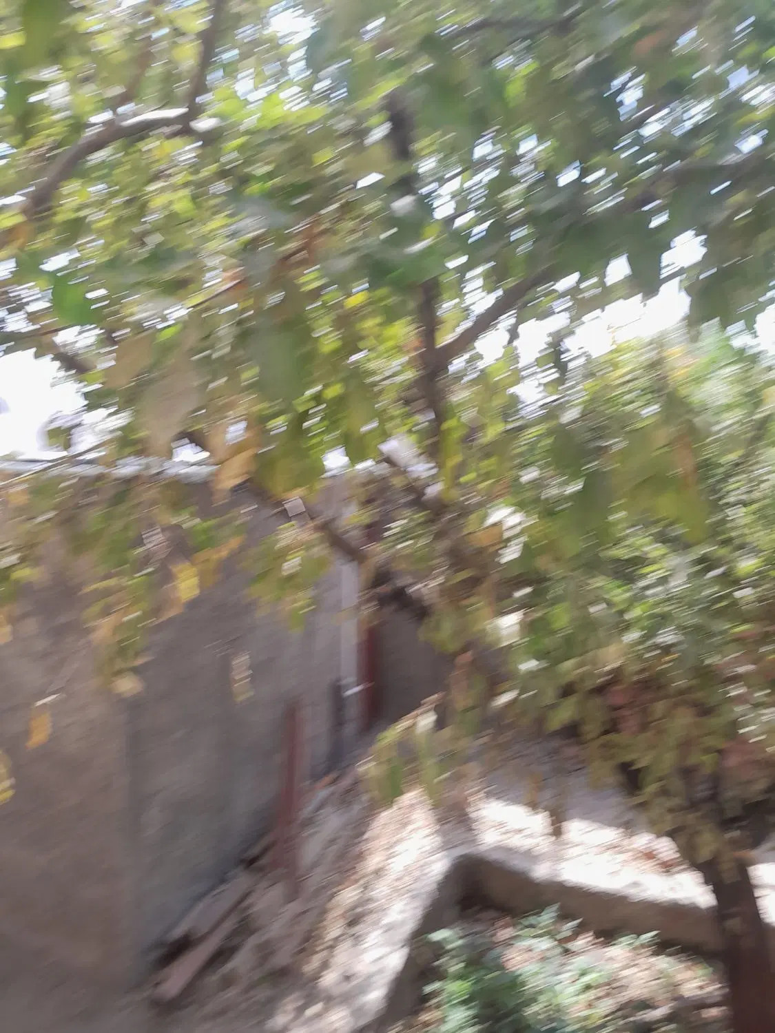 فوش یک قطعه زمین باغی