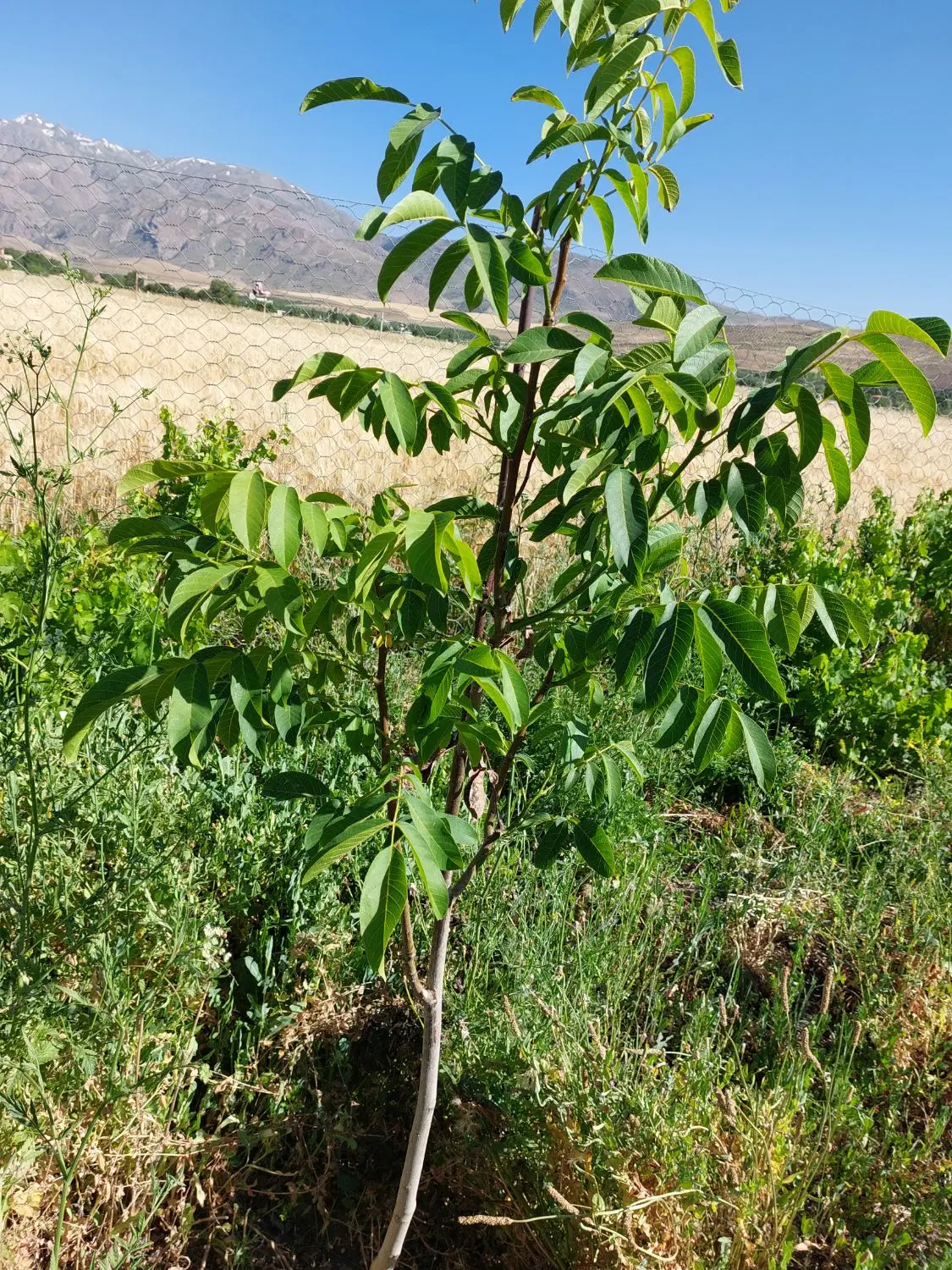 زمین باغی هشمت اباد