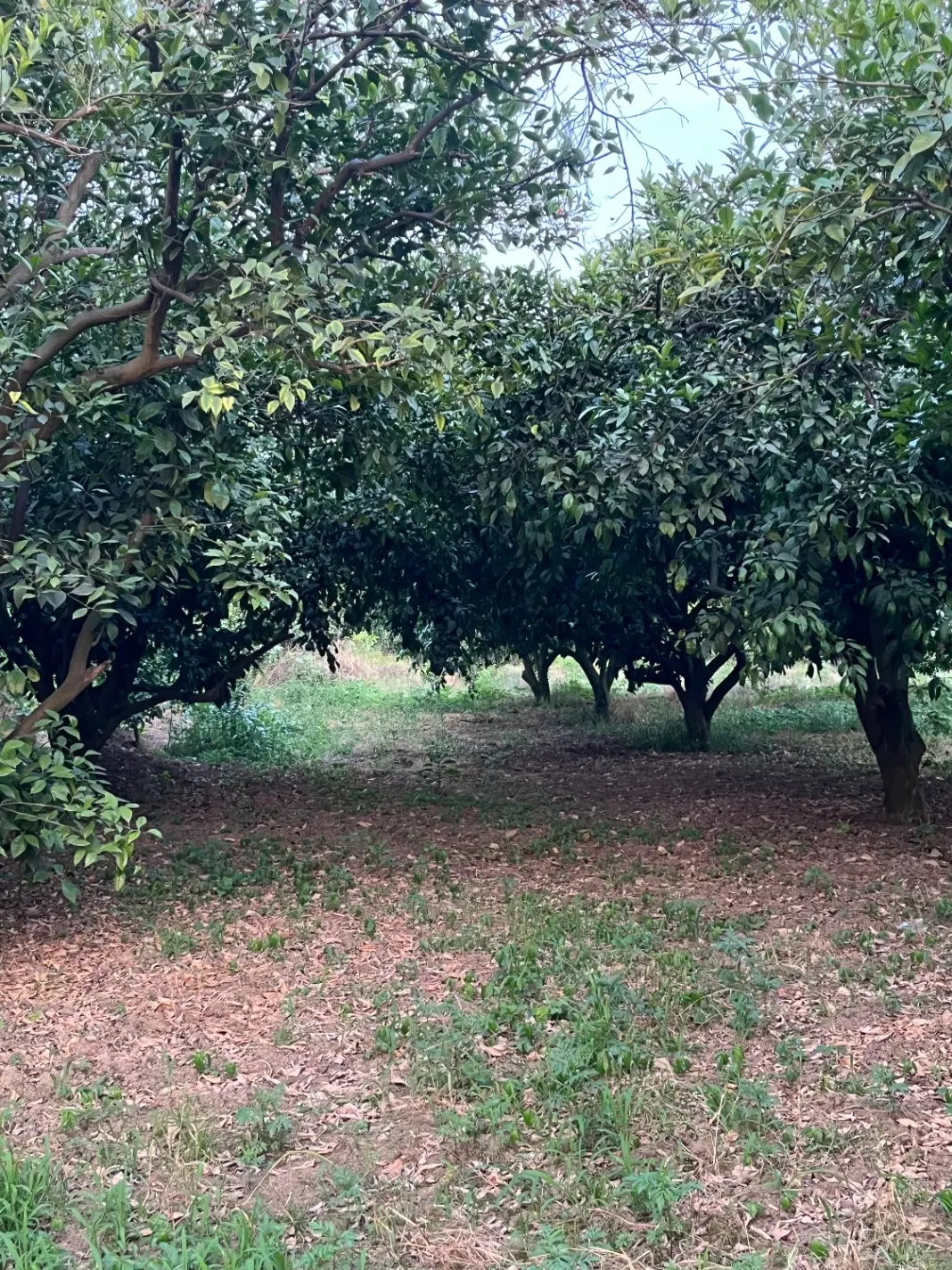 فروش زمین مرکبات