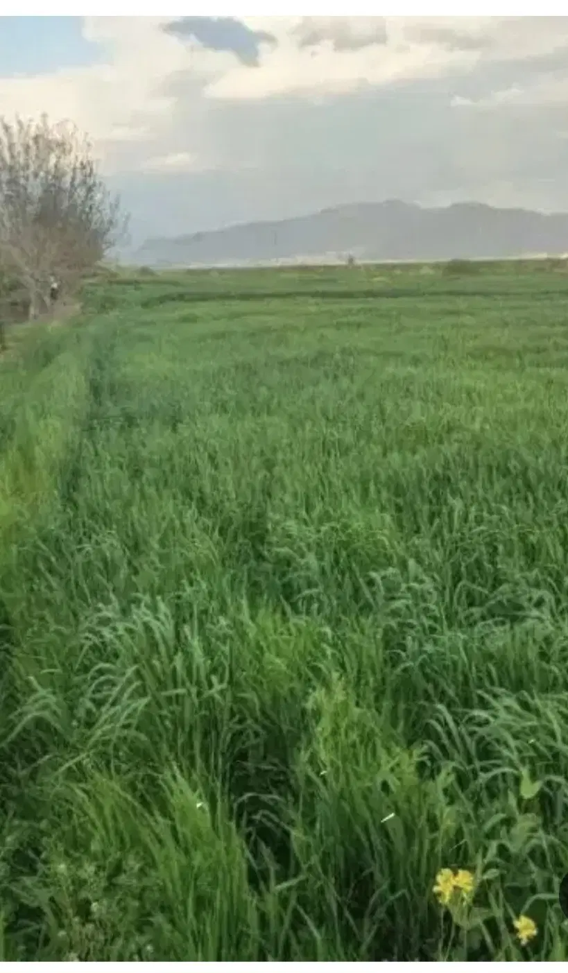 اجاره زمین کشاورزی ابی