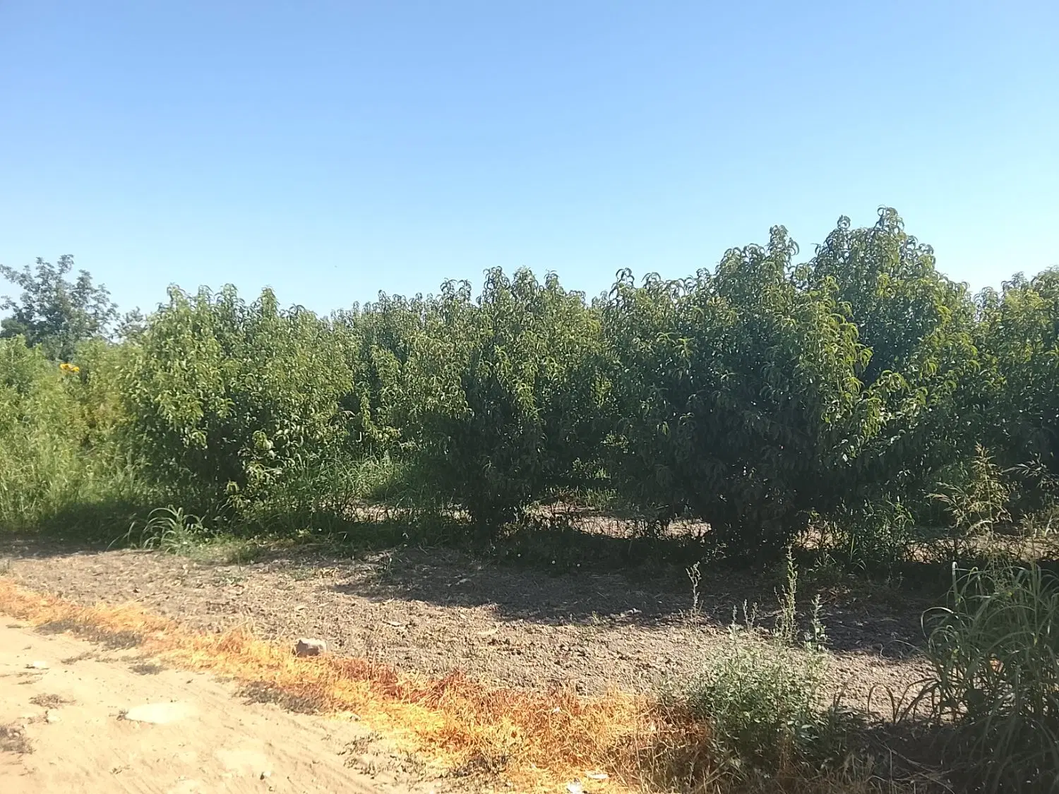 کشاورزی زمین شلیل ۳ساله