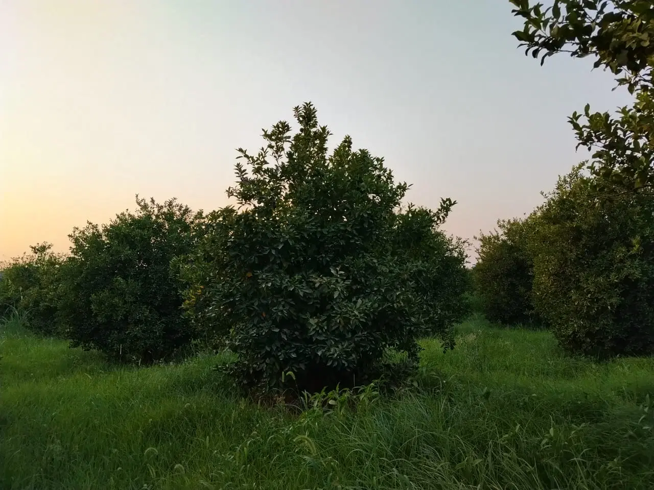 فروش باغچه