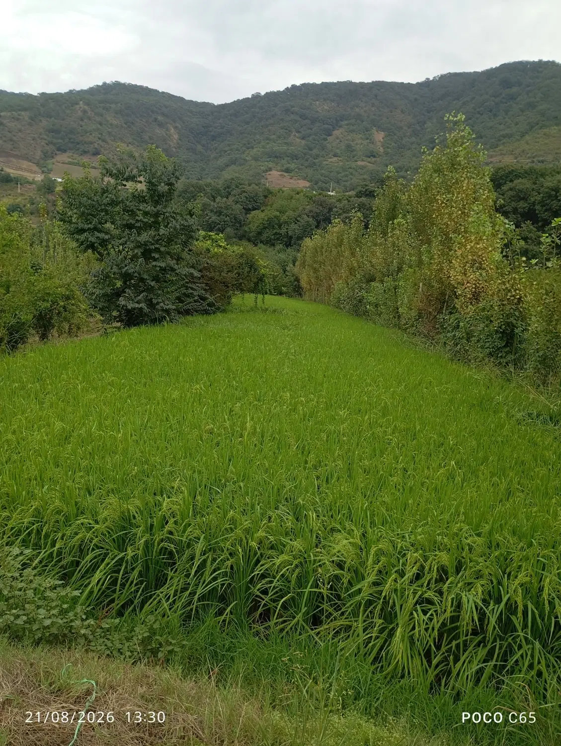 زمین