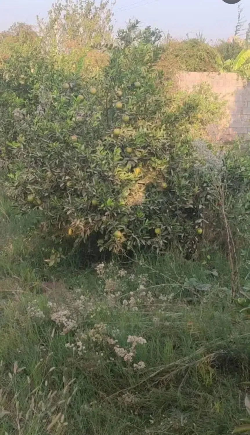 باغچه ۱۲۶۰مترشهرک پیروزی