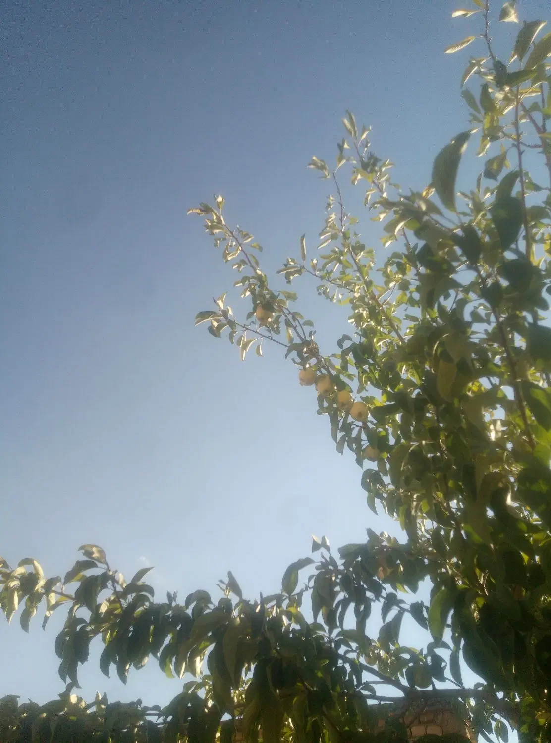 باغ  آجیلی