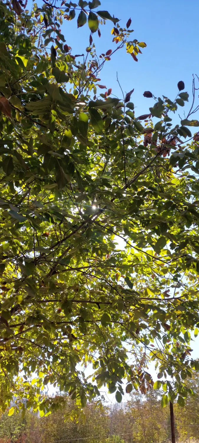 زمین برای باغ
