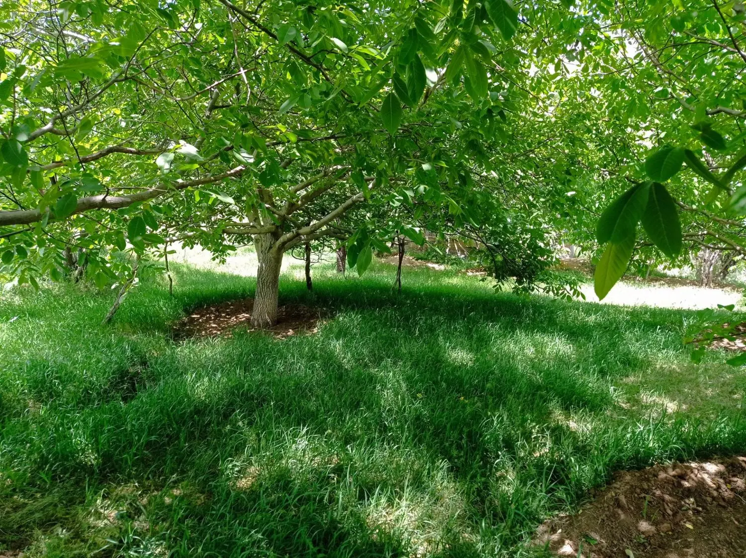 زمین باغ
