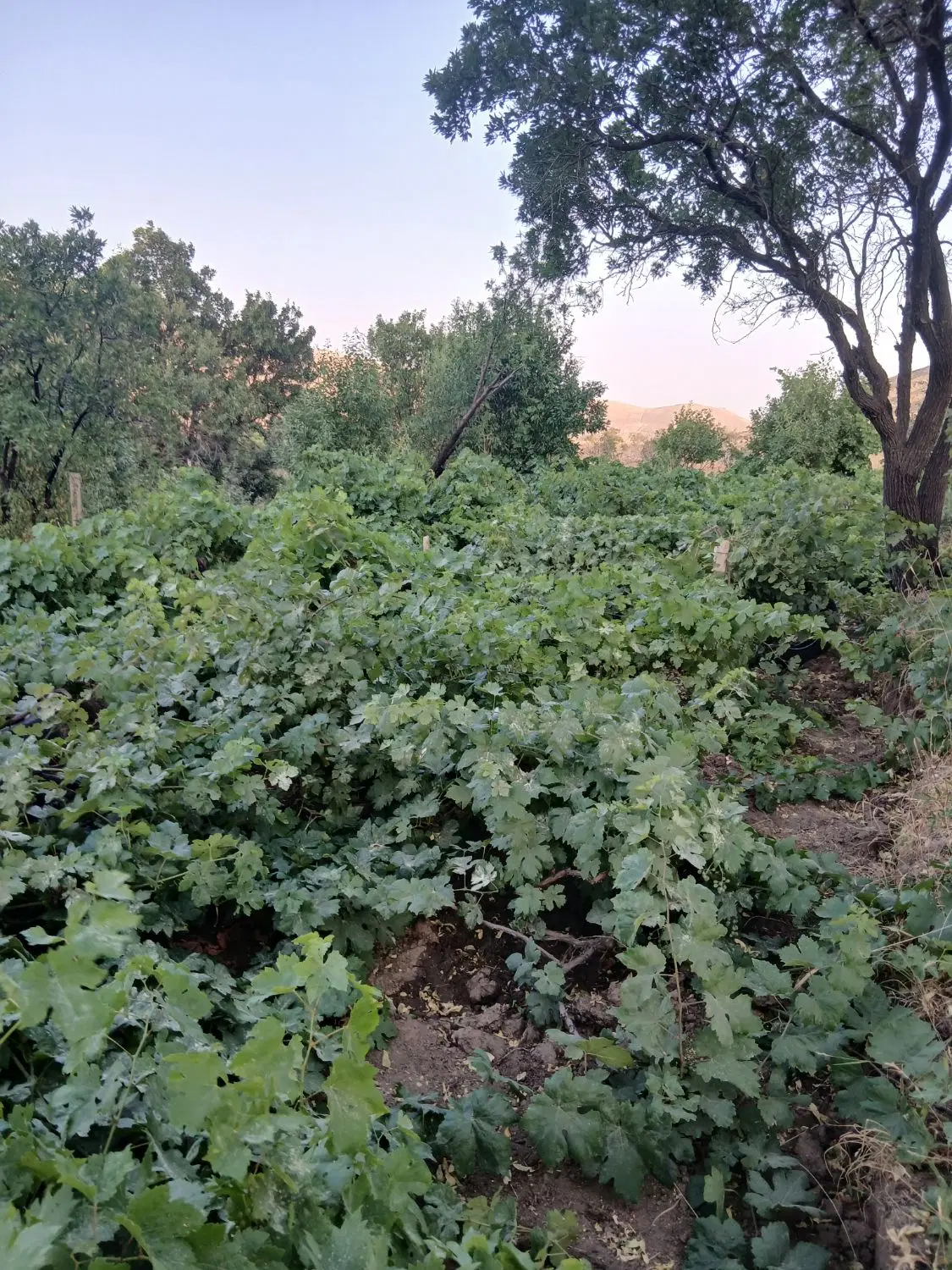 باغ