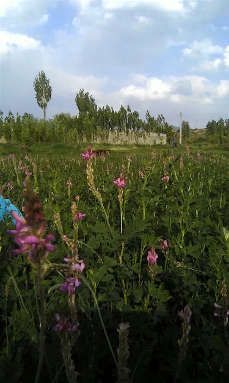 فروش ده قصب زمین در شیرآغوز ساردوئیه