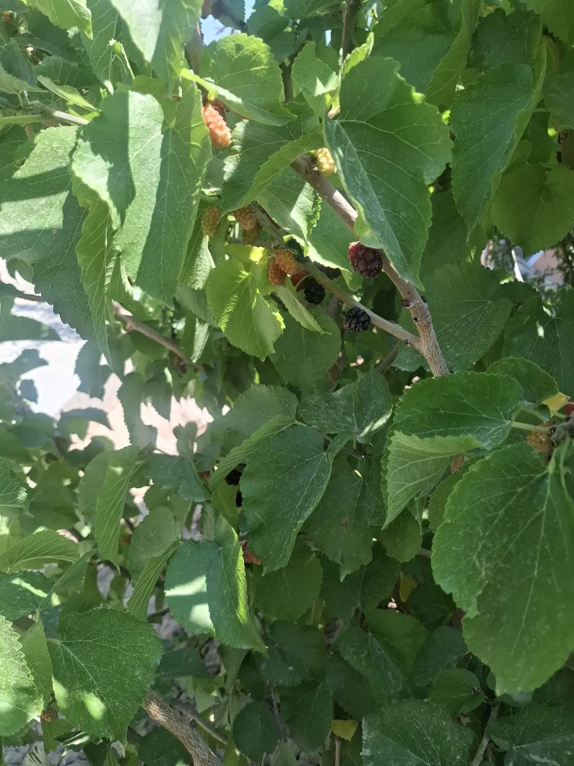 حیاط مسکونی ۲۰۰ متری لوکس و آماده  باغ معروف