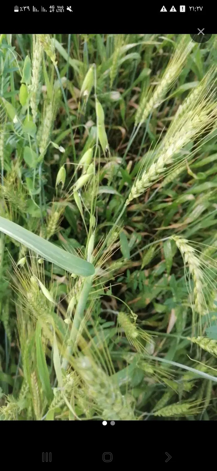 زمین کشاورزی یک هکتار