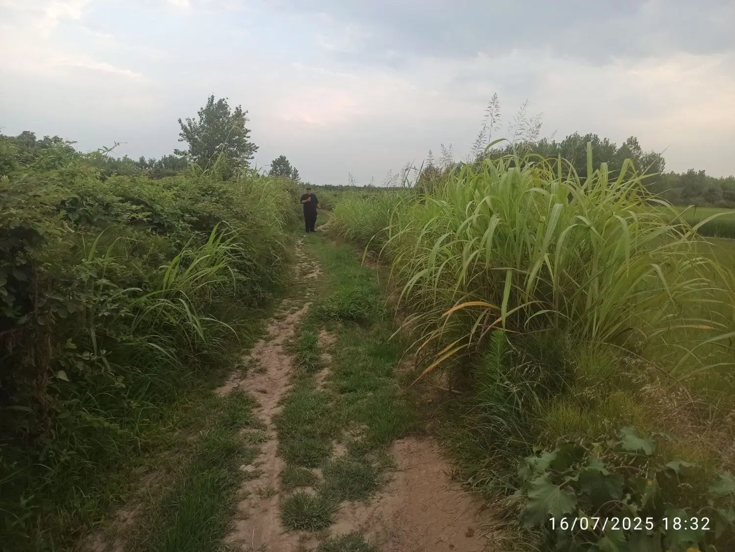 فروش زمین ۳۰۰ متری گیلان