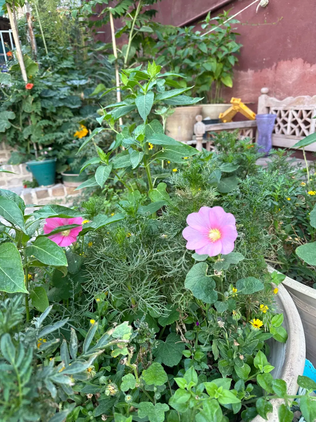 باغچه ۷۰۰ متری