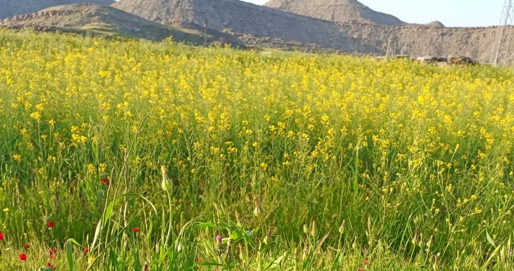 باغچه هزار متری