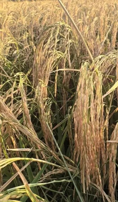 زمین کشاورزی آبی
