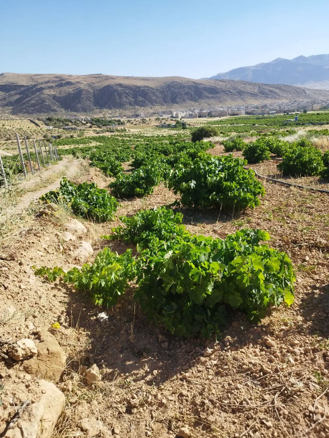فروش باغ انگوری