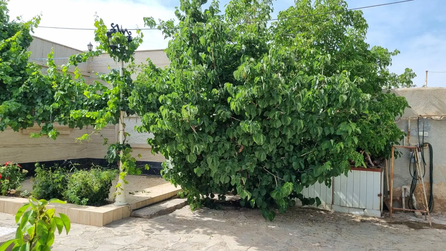 باغ نقلی در حومه شاهرود