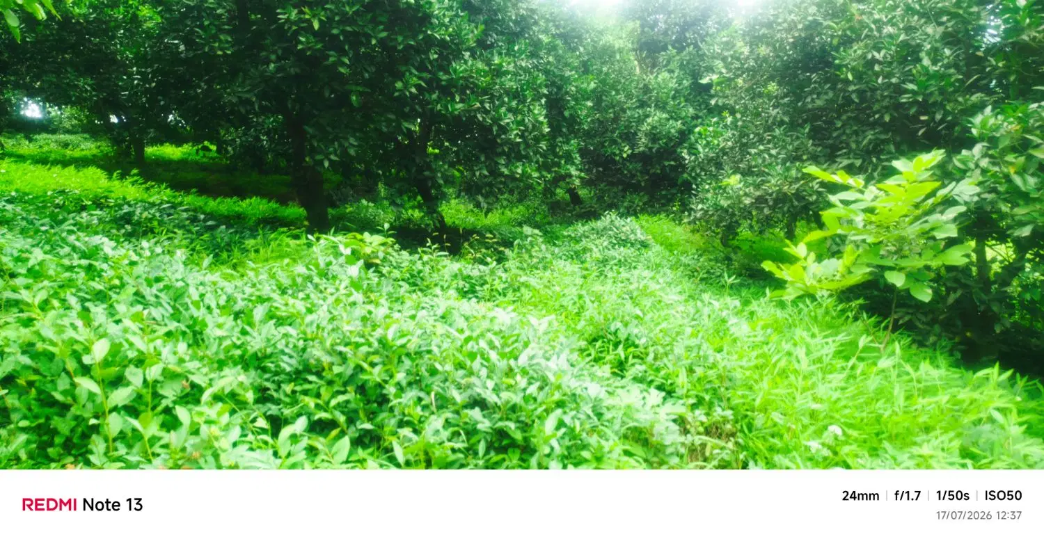 زمین باغی آب چشمه با برکت